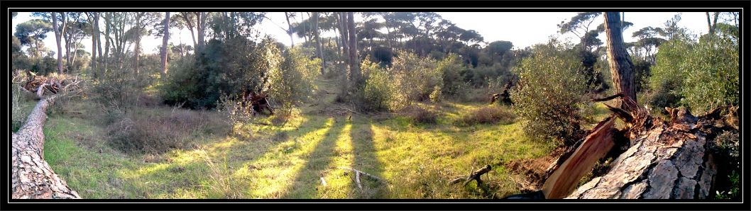 I parrocchetti di Castelfusano (Roma)